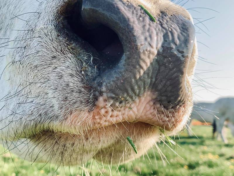 De Lekkerste Streekproducten in Schagen